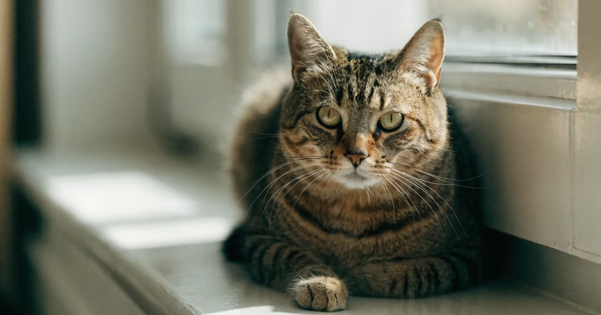 Mature tabby cat sitting on a sunlit windowsill, the cat age calculator turns her years into human years