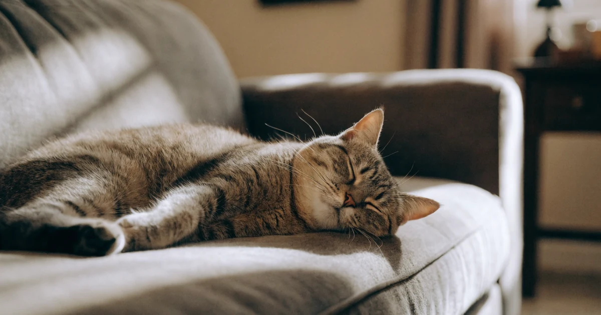 Indoor cat asleep in the sun on a sofa, the resting inactive cat a cat calorie calculator is counting for